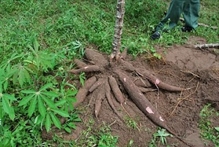Pokok pengganti singkong umbi dimanfaatkan karena sebagai sering makanan umbiumbian: MACAM
